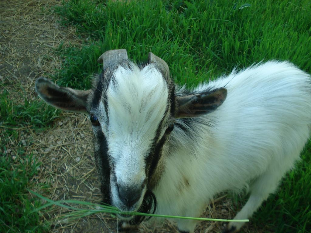 Agriturismo La Querce Rignano Sull Arno Bilik gambar