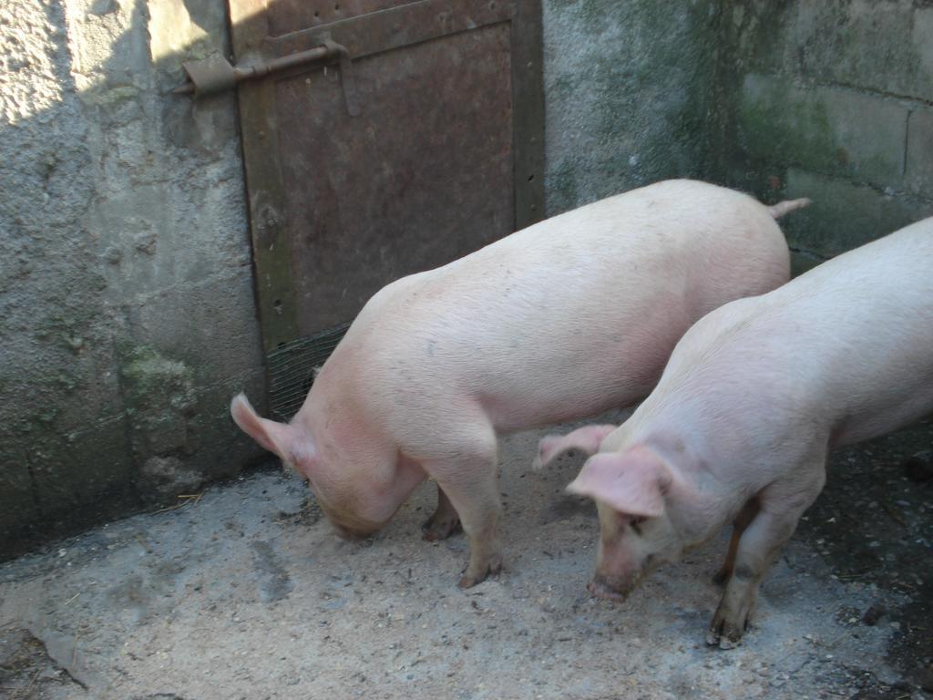 Agriturismo La Querce Rignano Sull Arno Bilik gambar