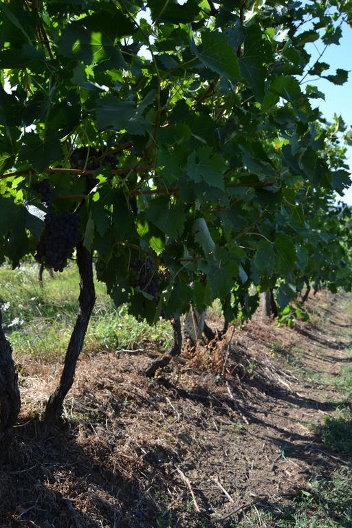 Agriturismo La Querce Rignano Sull Arno Luaran gambar