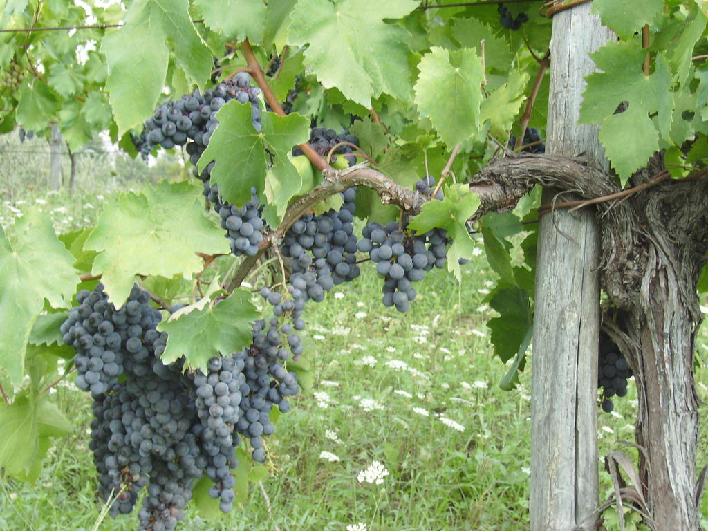 Agriturismo La Querce Rignano Sull Arno Luaran gambar
