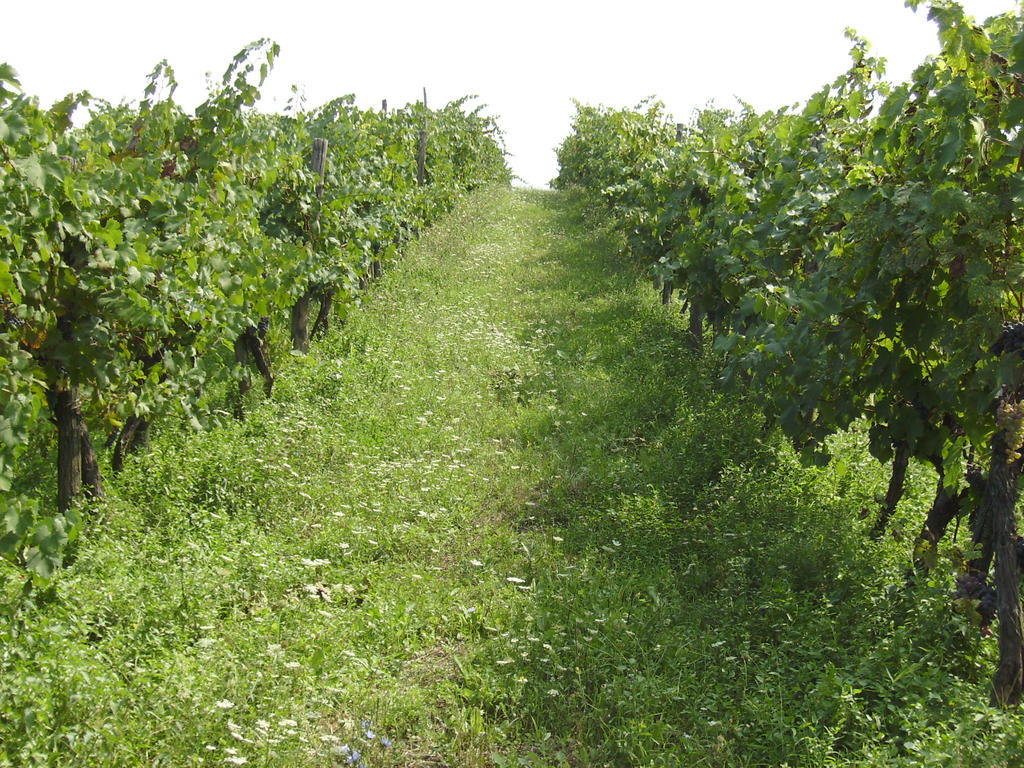 Agriturismo La Querce Rignano Sull Arno Luaran gambar